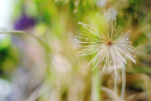 Vue rapprochée du pissenlit sur la plante