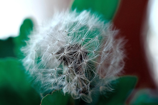 Photo vue rapprochée du pissenlit sur la plante