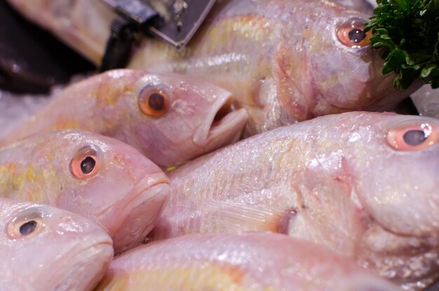 Vue rapprochée du poisson destiné à la vente sur le marché