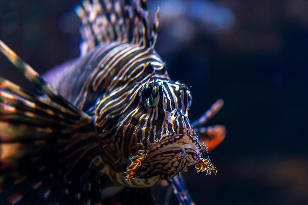 Vue rapprochée du poisson-feu diable ou du poisson-lion nageant dans l'aquarium