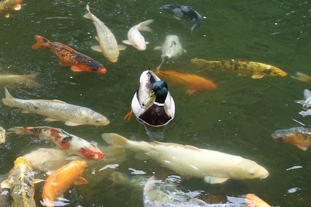 Photo vue rapprochée du poisson koi dans l'eau