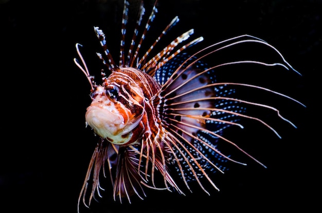 Photo vue rapprochée du poisson-lion sur fond noir