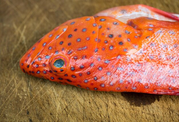 Photo vue rapprochée du poisson rouge