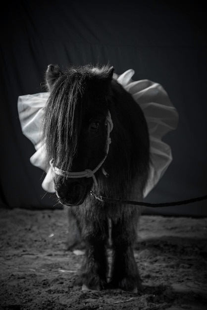 Vue rapprochée du poney debout sur le sol