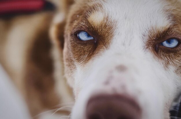 Photo vue rapprochée du portrait d'un chien