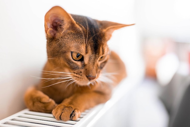 Vue rapprochée du portrait de la jolie photo de chat de race abyssinienne. Chat élégant et moelleux.