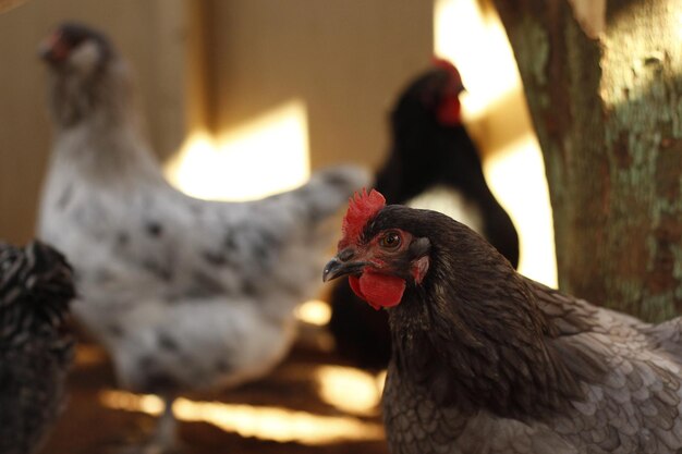 Vue rapprochée du poulet