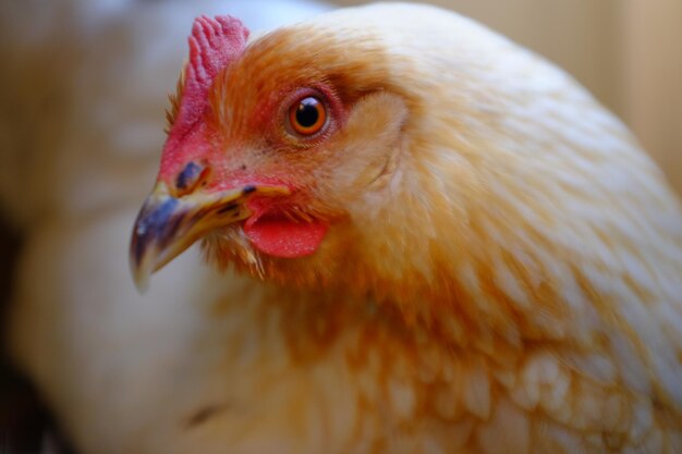 Photo vue rapprochée du poulet