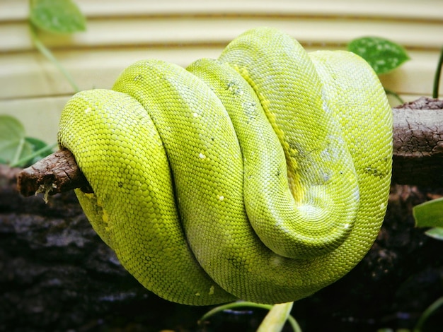 Vue rapprochée du python vert sur le bois