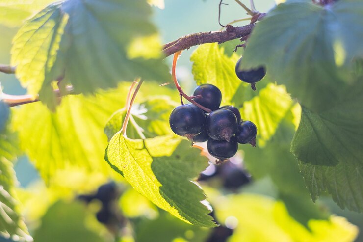 Photo vue rapprochée du raisin noir poussant sur le buisson