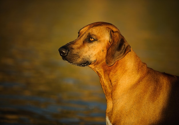 Vue rapprochée du rhodesian ridgeback