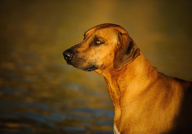 Photo vue rapprochée du rhodesian ridgeback