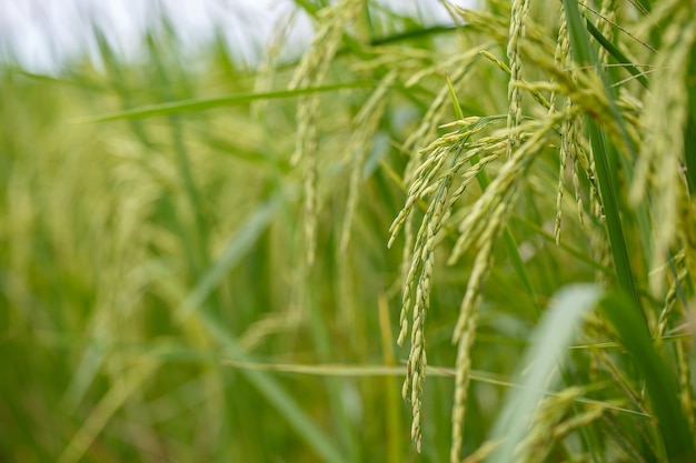 Une vue rapprochée du riz. l'agriculture thaïlandaise.