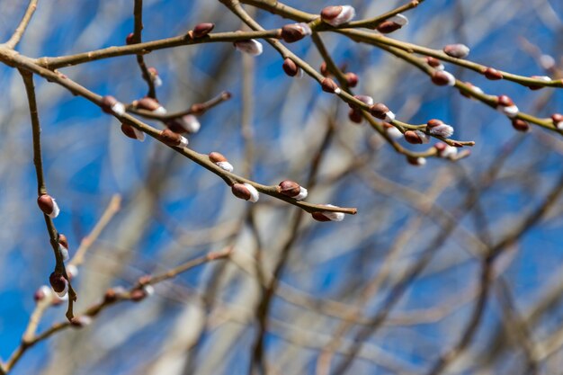 Vue rapprochée du saule en croissance et en fleurs au printemps