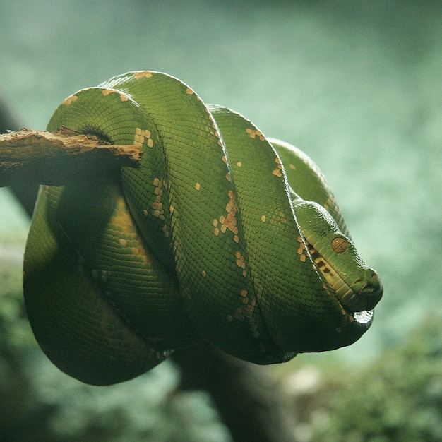 Photo vue rapprochée du serpent sur la branche