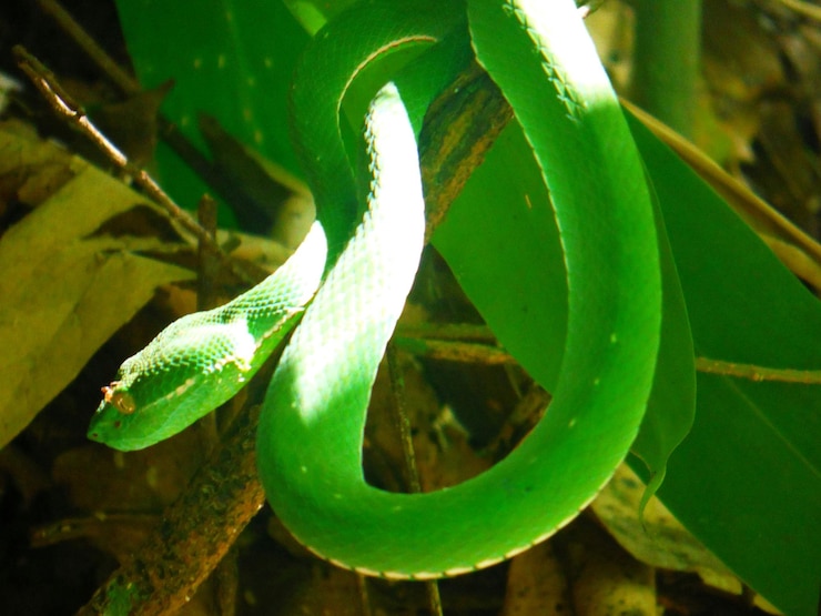 Photo vue rapprochée du serpent sur la branche