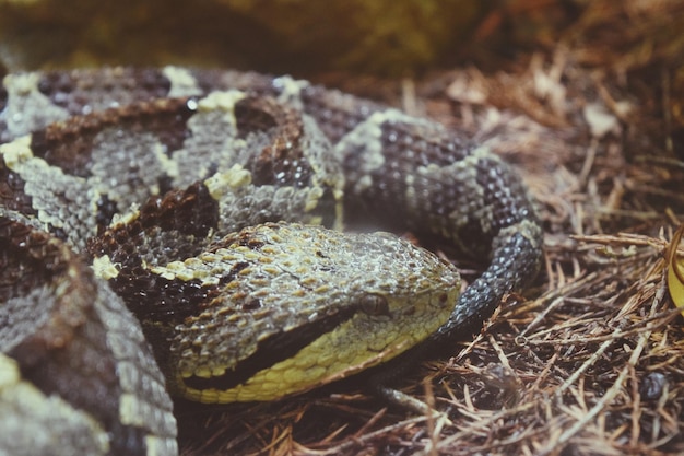 Vue rapprochée du serpent sur le terrain