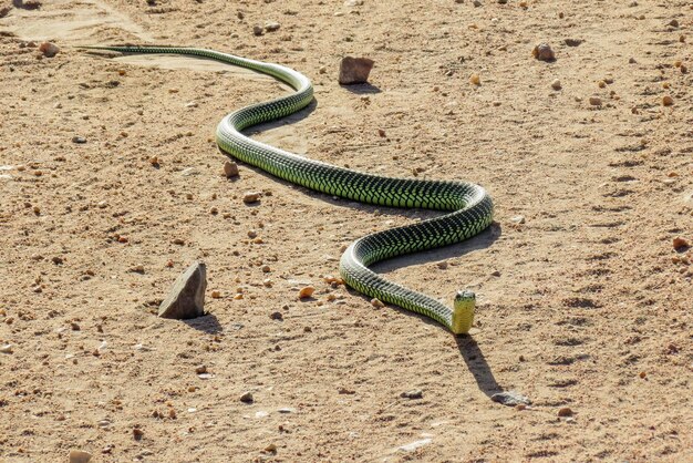 Photo vue rapprochée du serpent