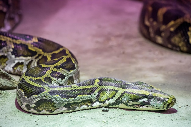 Vue rapprochée du serpent