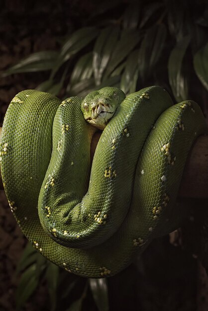 Photo vue rapprochée du serpent