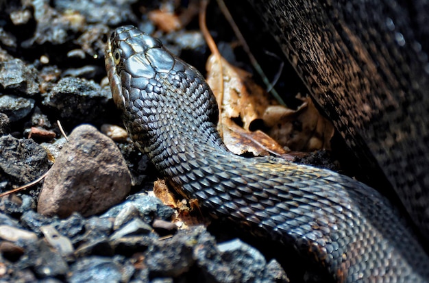 Photo vue rapprochée du serpent