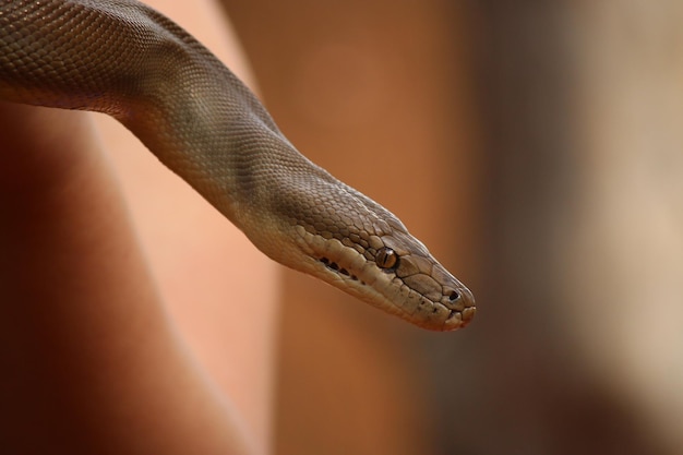 Photo vue rapprochée du serpent