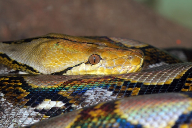 Vue rapprochée du serpent