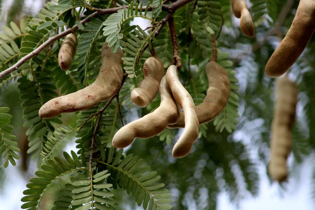 Vue rapprochée du Tamarindus indica.