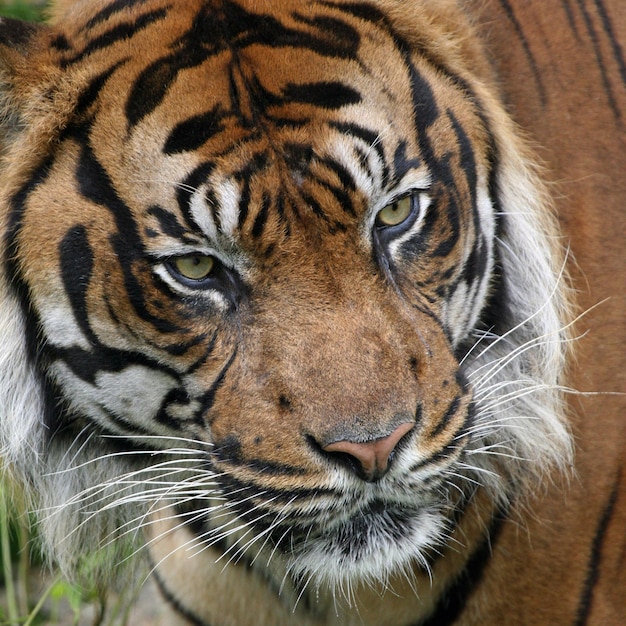 Vue rapprochée du tigre en haut angle