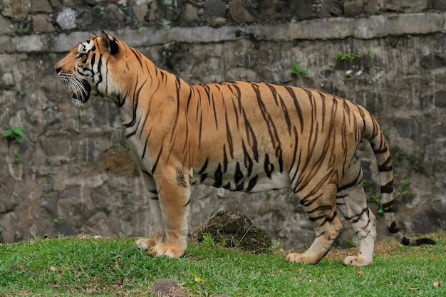 Vue rapprochée du tigre