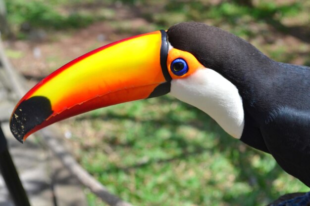 Photo vue rapprochée du toucan