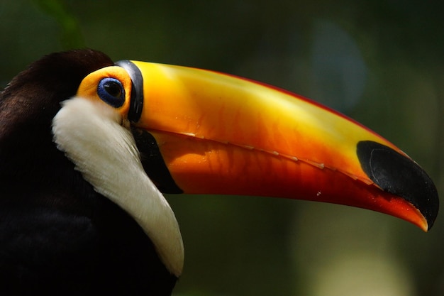 Photo vue rapprochée du toucan