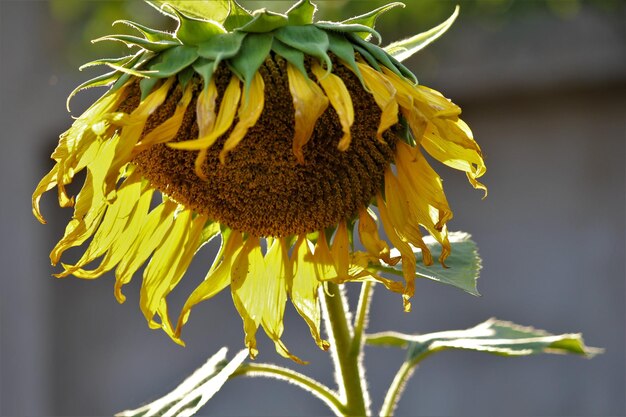 Photo vue rapprochée du tournesol flétri sur la plante