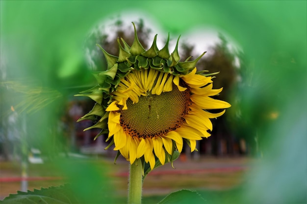 Photo vue rapprochée du tournesol sur la plante