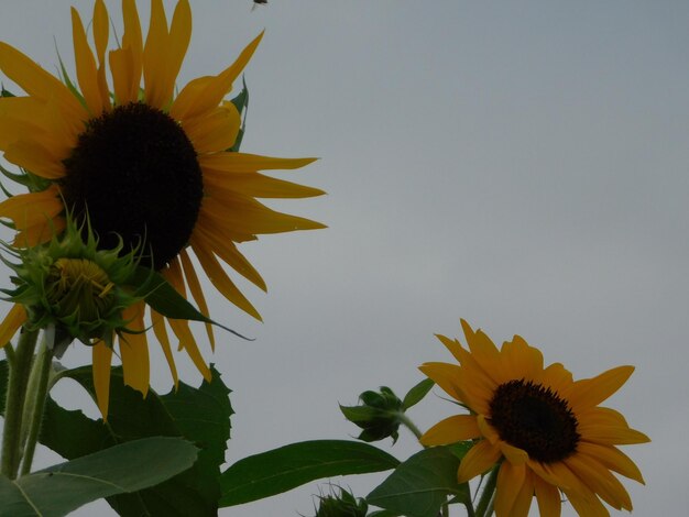 Photo vue rapprochée du tournesol