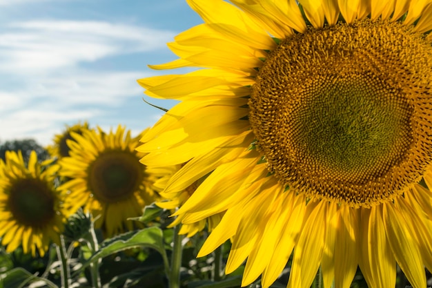 Vue rapprochée du tournesol