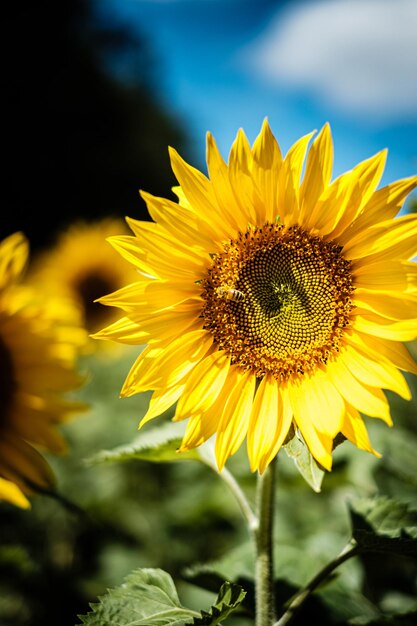 Vue rapprochée du tournesol