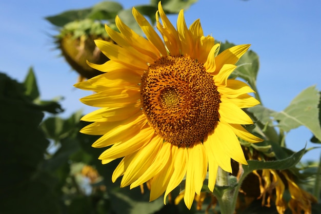 Vue rapprochée du tournesol