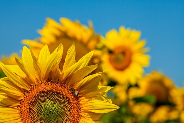 Vue rapprochée du tournesol