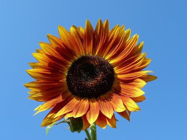 Vue rapprochée du tournesol