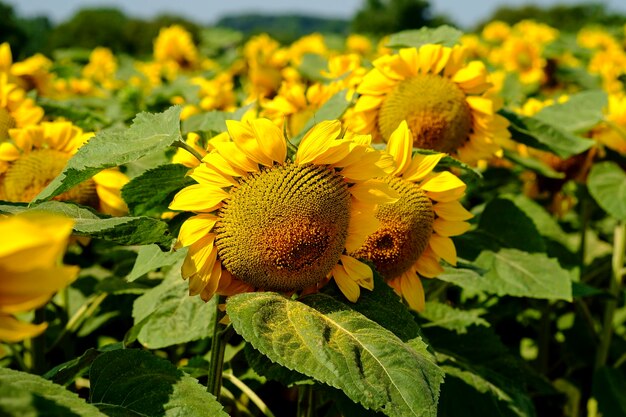 Vue rapprochée du tournesol