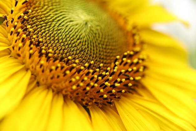 Photo vue rapprochée du tournesol