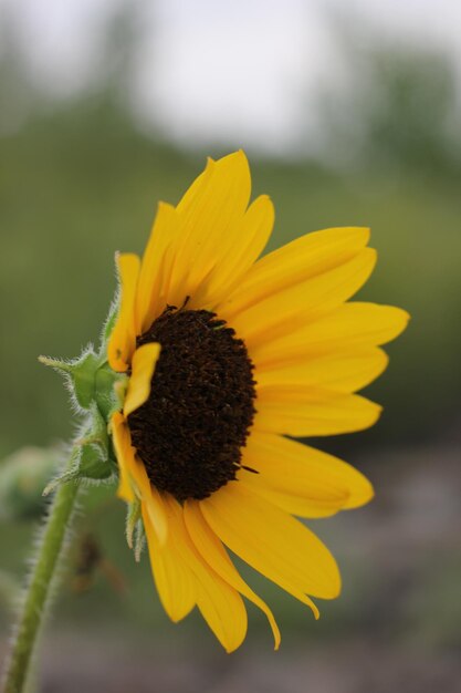 Photo vue rapprochée du tournesol