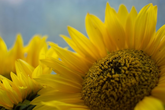 Vue rapprochée du tournesol