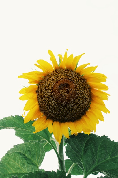Vue rapprochée du tournesol