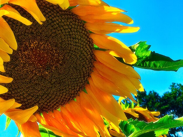 Photo vue rapprochée du tournesol