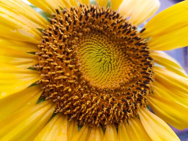 Photo vue rapprochée du tournesol