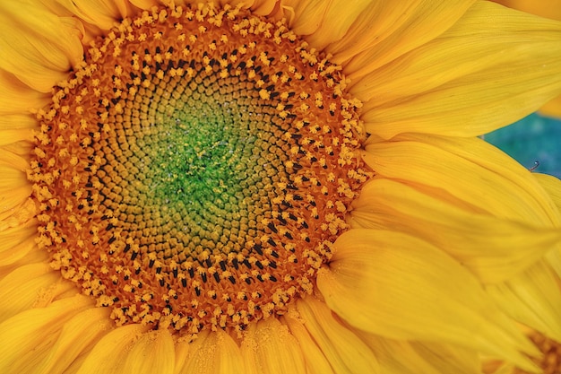 Photo vue rapprochée du tournesol