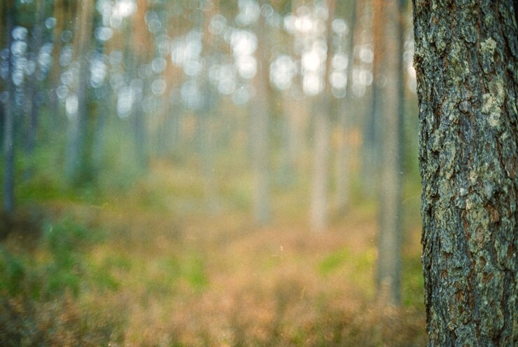 Photo vue rapprochée du tronc d'arbre dans la forêt