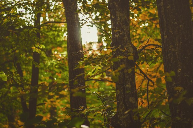 Photo vue rapprochée du tronc d'arbre dans la forêt